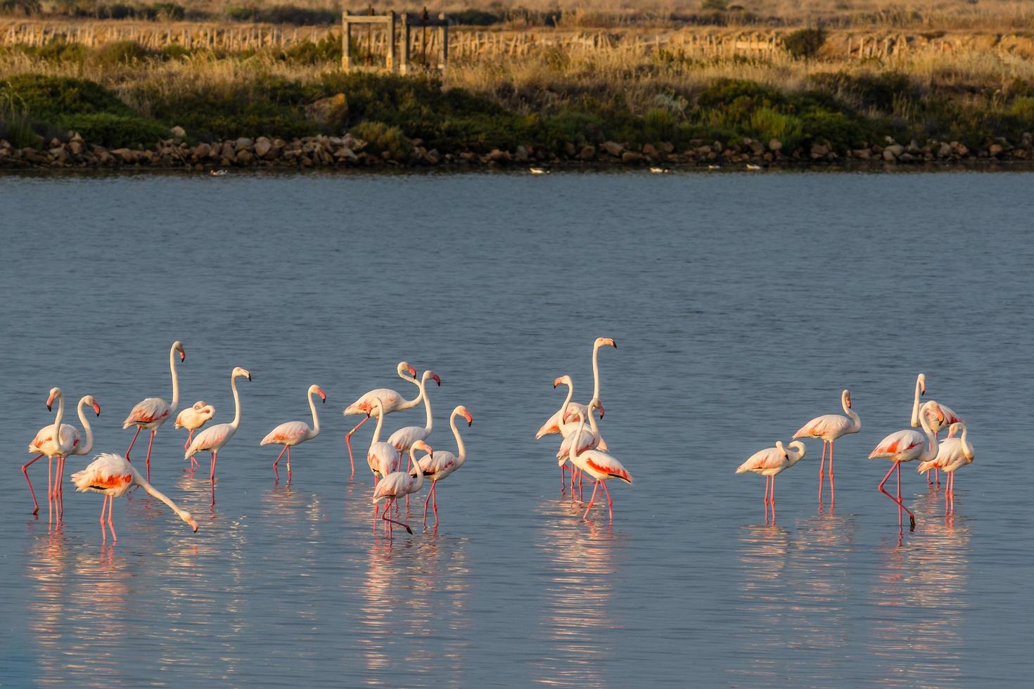 Scenic view of pink flamingos at sunset reflecting to salt water lake in south of France photo