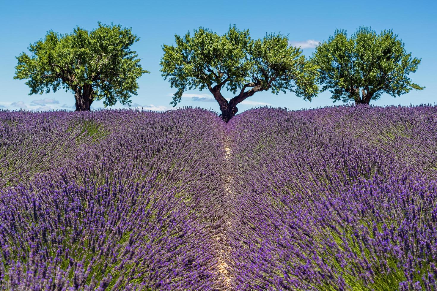 vista panorámica del campo de lavanda en Provenza con tres almendros a la luz del día de verano foto