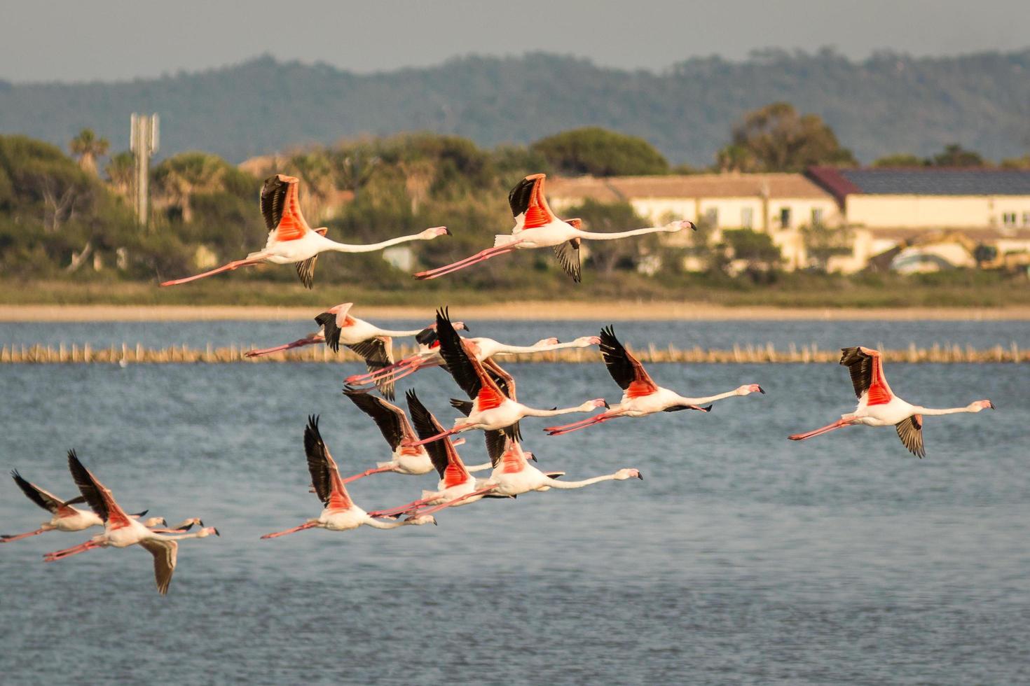 Scenic view of pink flamingos flying over salt water lake in south of France in Hyeres photo