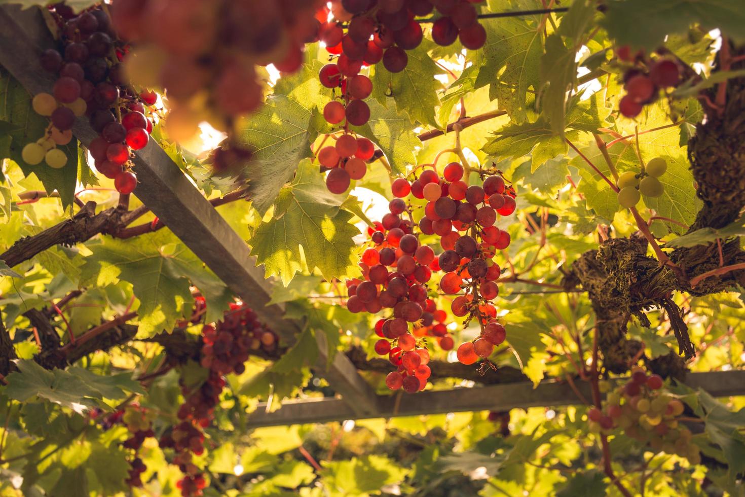 Low angle view of red grapes on vineyard in Loire valley in France photo