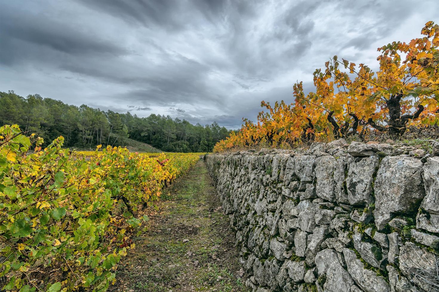 Scenic view of vineyard in Provence south of France against autumn storm clouds photo