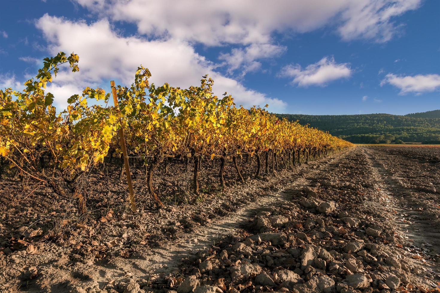 vista escénica del viñedo en provenza al sur de francia contra las nubes de otoño foto