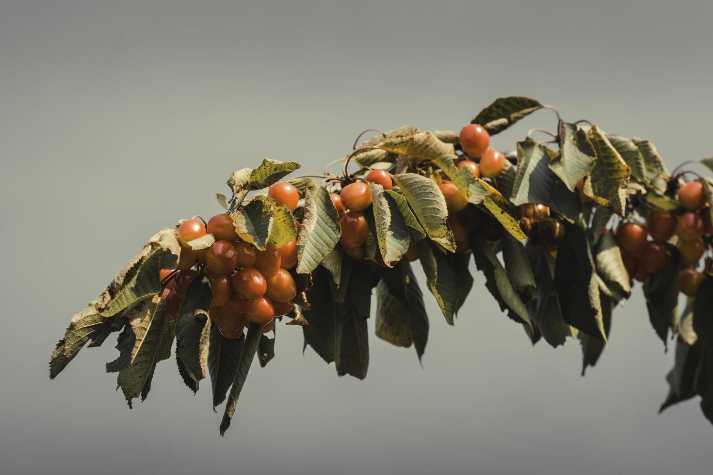 Close-up view of cherries on branch during summer season in Provence south of France photo