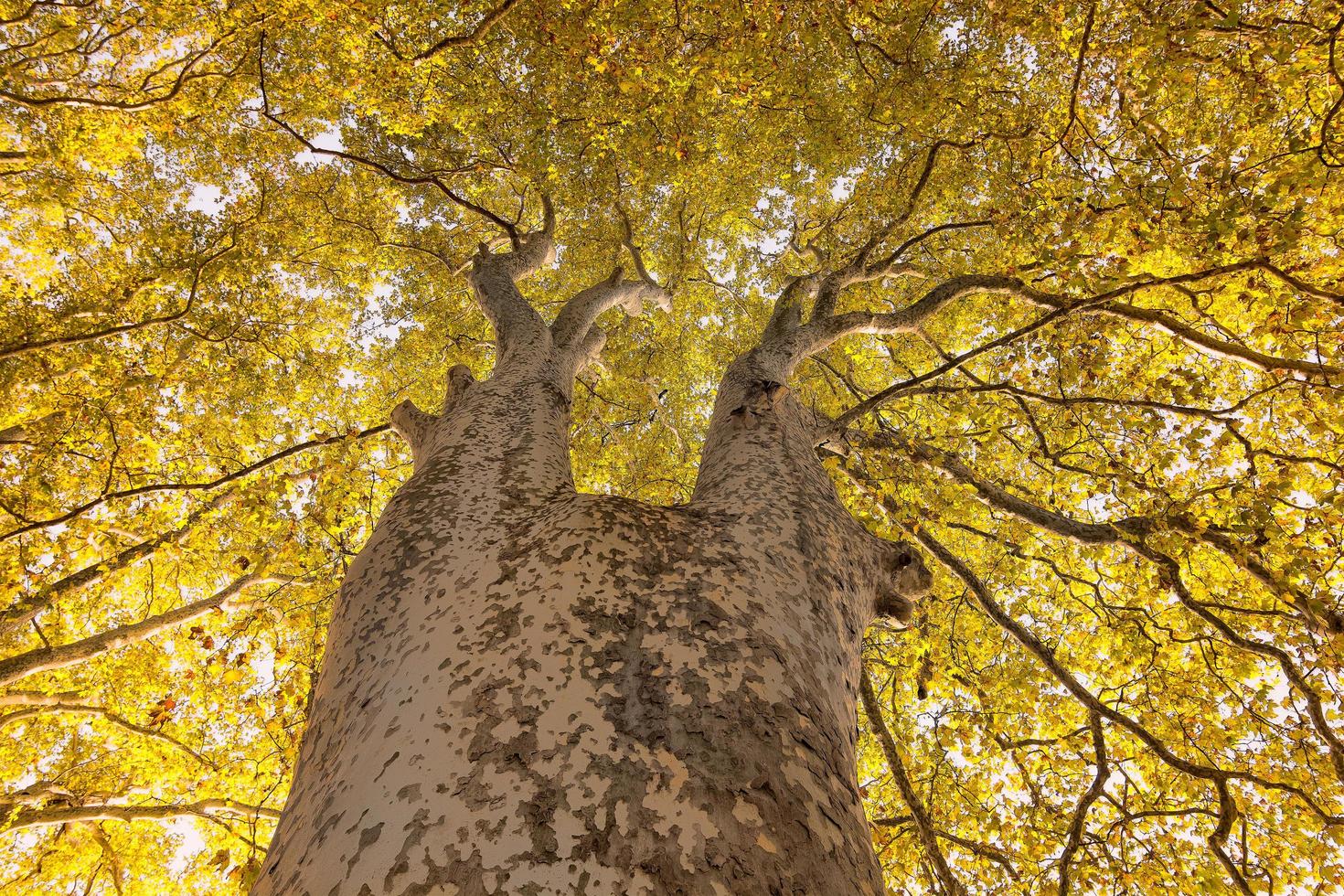 vista de ángulo bajo de las hojas amarillas del árbol de arce colorido del otoño foto