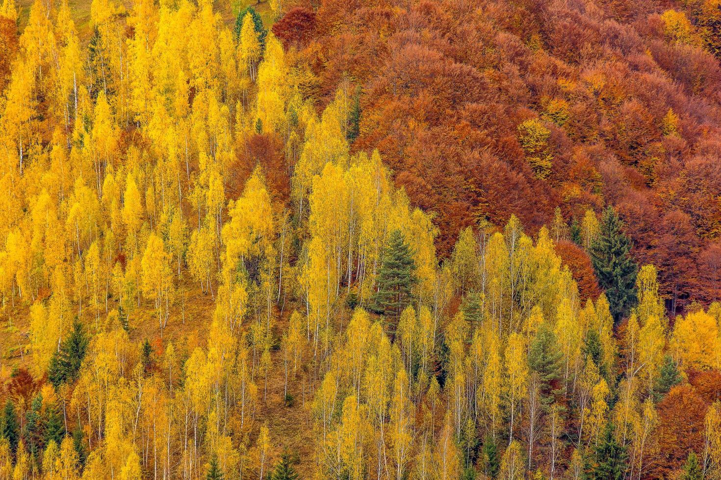 Scenic view of autumn colored alpine forest in the Transylvanian Alps in Romania photo