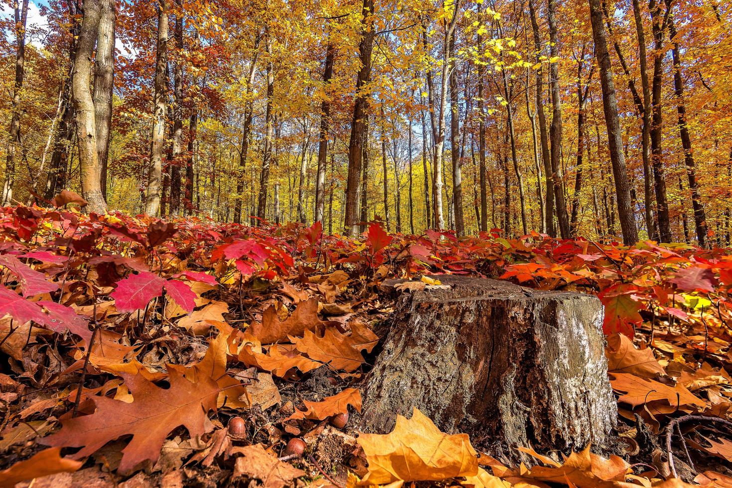Scenic view of colorful autumn in the forest in the Transylvanian Alps in Romania during sunny October day photo
