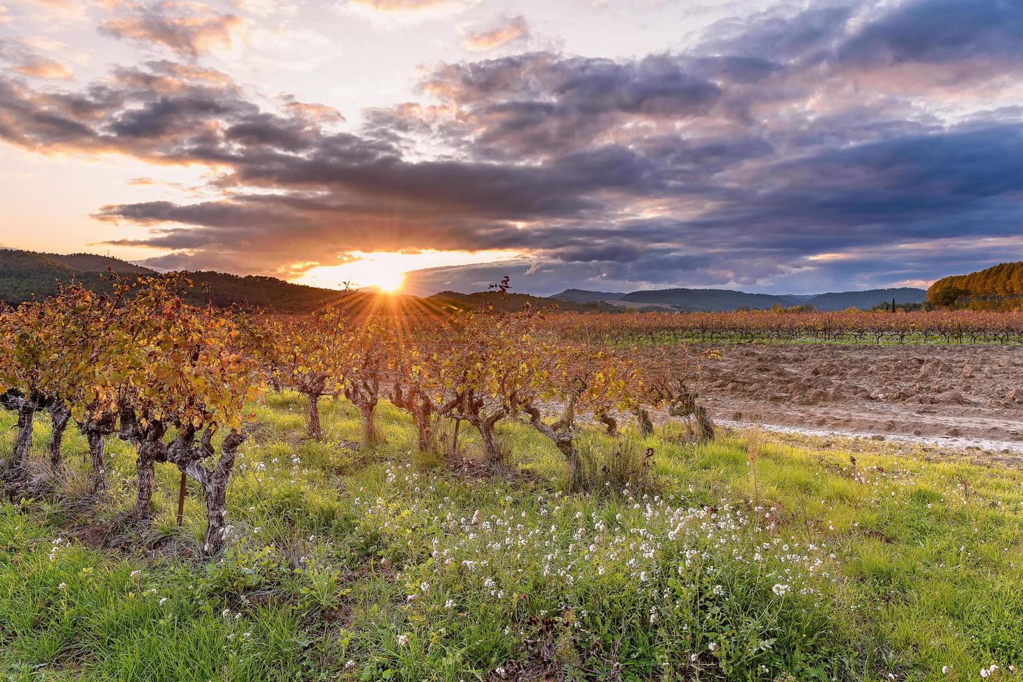 vista escénica del viñedo en provenza al sur de francia en colores otoñales contra la espectacular puesta de sol foto