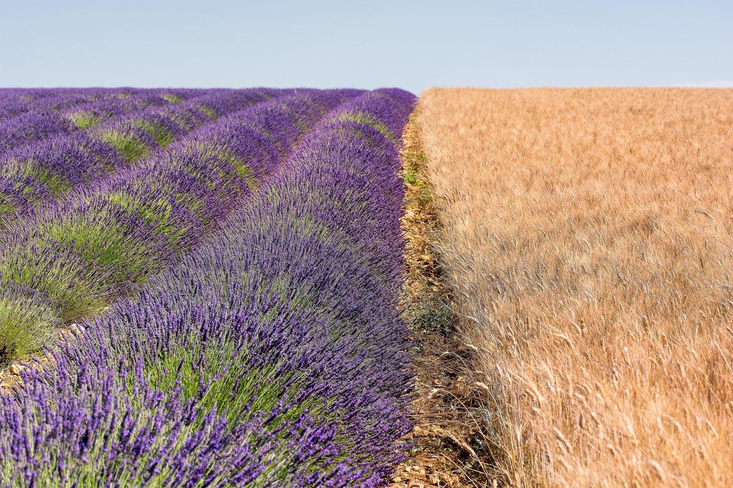 vista panorámica del campo de lavanda en Provenza al sur de Francia bordeado por un campo de trigo dorado en verano foto