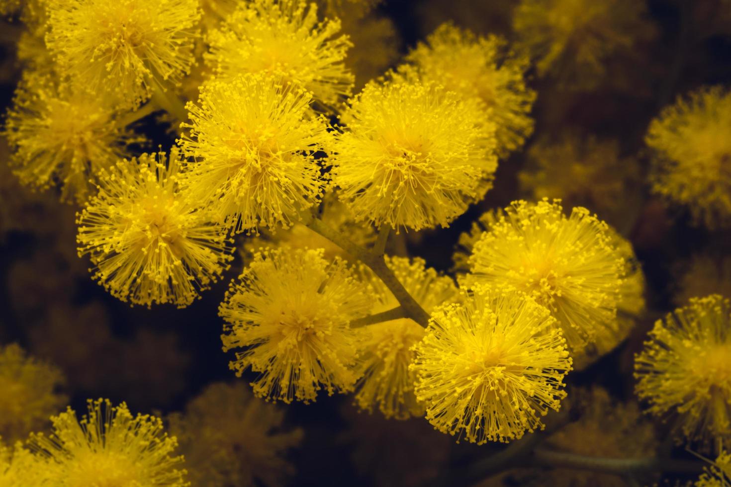 vista cercana de la mimosa amarilla que florece en invierno en el sur de francia foto