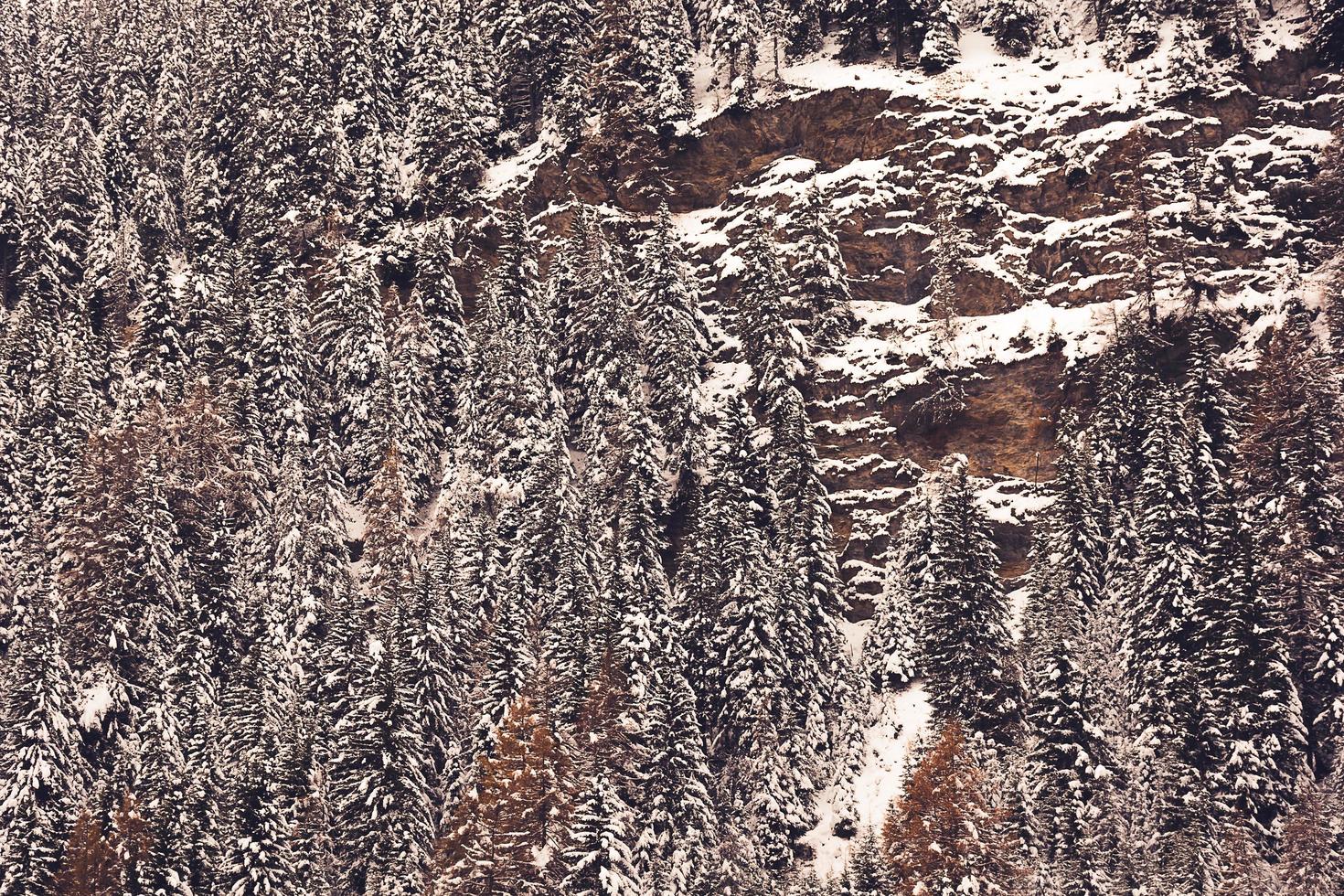 vista panorámica de los árboles cubiertos de nieve en las montañas de austria foto