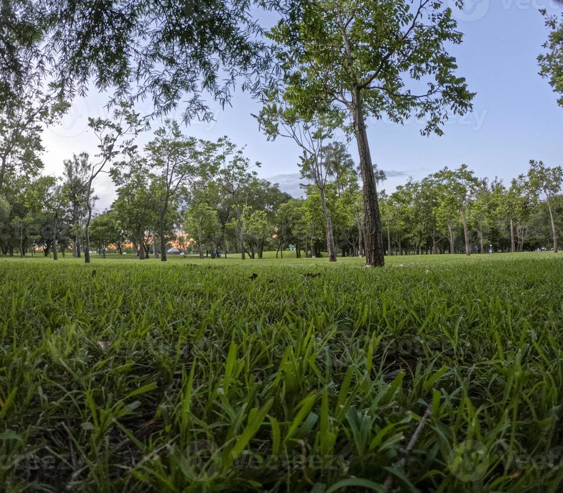 sunset in a park sunset, people picnicking around, trees filtering the sun's rays, guadalajara photo