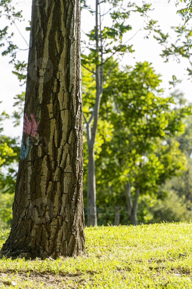 environmental care, tree felling prohibited, parks where children play, latin america, photo