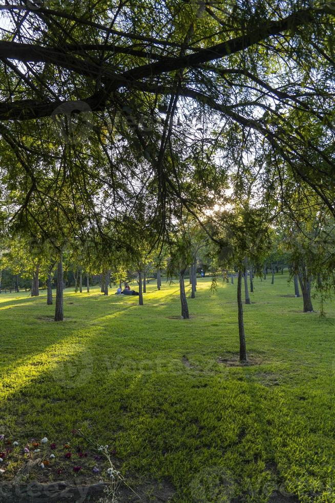 sunset in a park sunset, people picnicking around, trees filtering the sun's rays, guadalajara photo