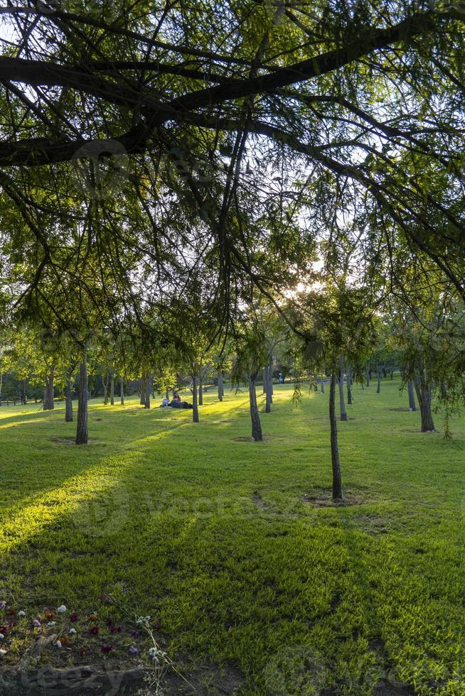 puesta de sol en un parque puesta de sol, gente haciendo picnic, árboles filtrando los rayos del sol, guadalajara foto