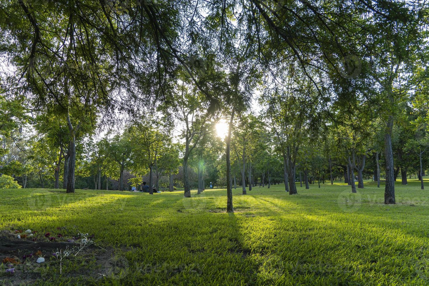 sunset in a park sunset, people picnicking around, trees filtering the sun's rays, guadalajara photo