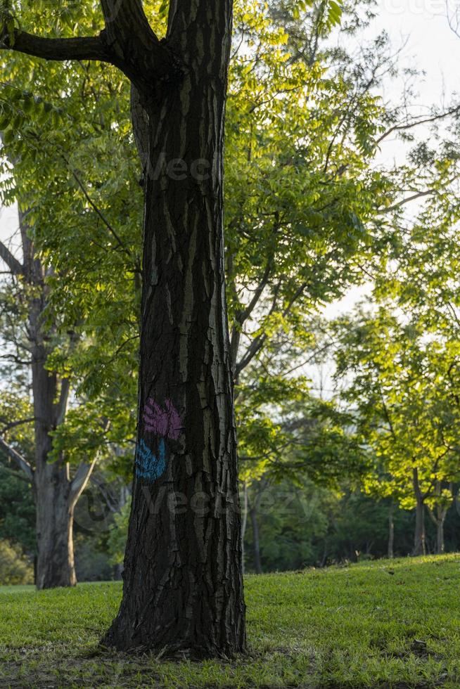 environmental care, tree felling prohibited, parks where children play, latin america, photo