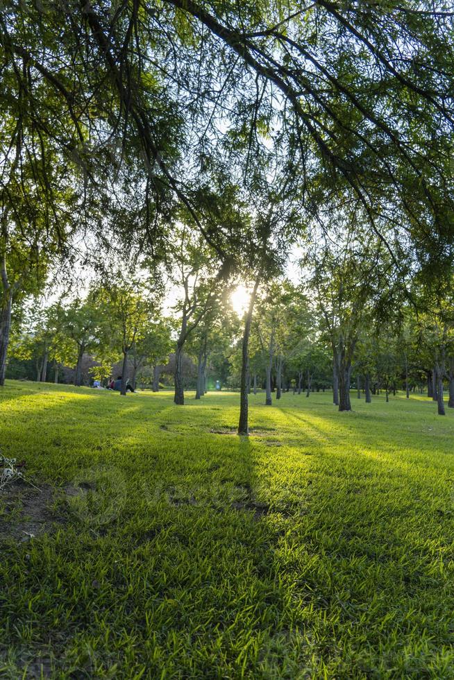 sunset in a park sunset, people picnicking around, trees filtering the sun's rays, guadalajara photo