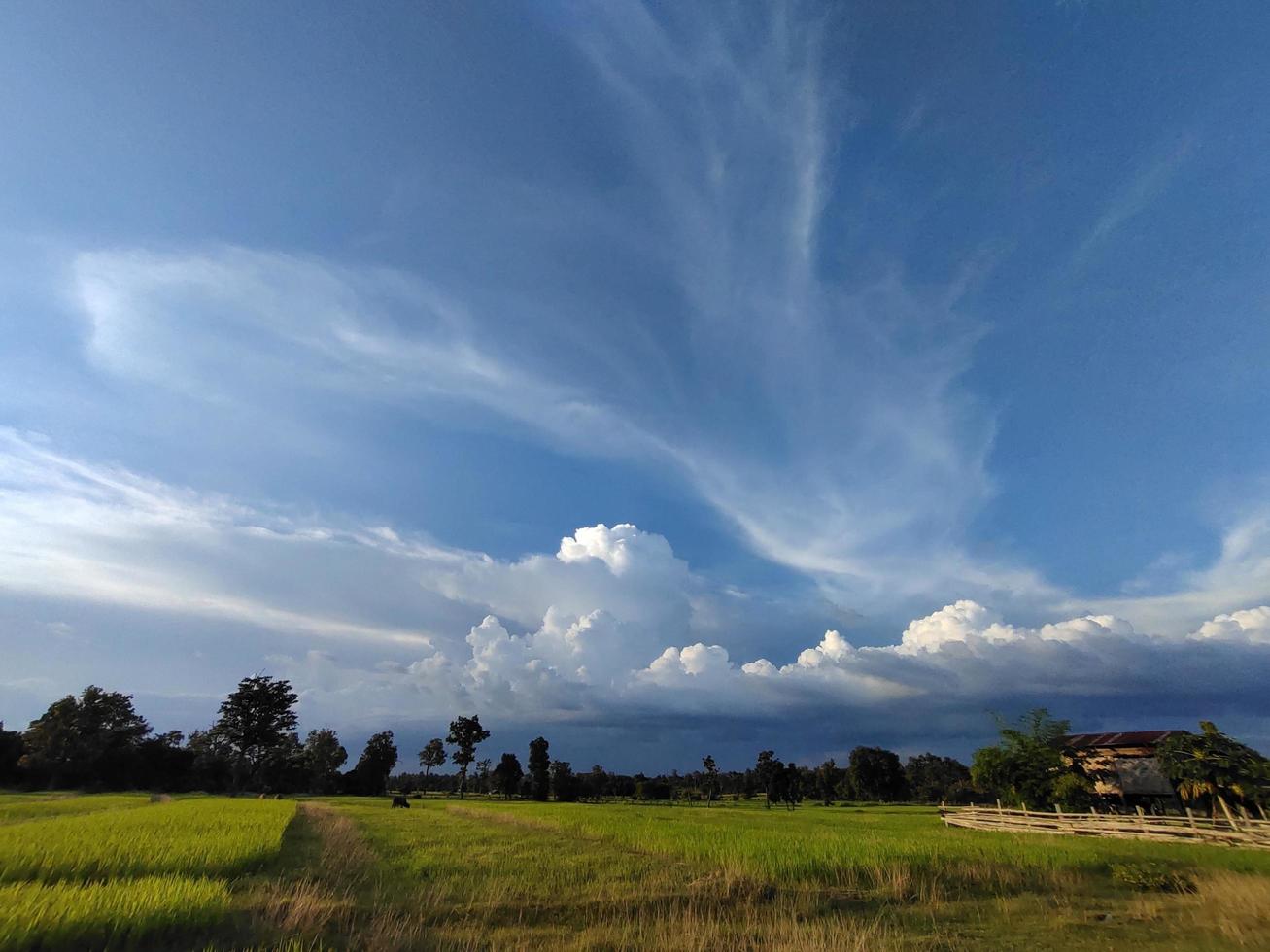 naturaleza, hermosos campos de arroz verde foto