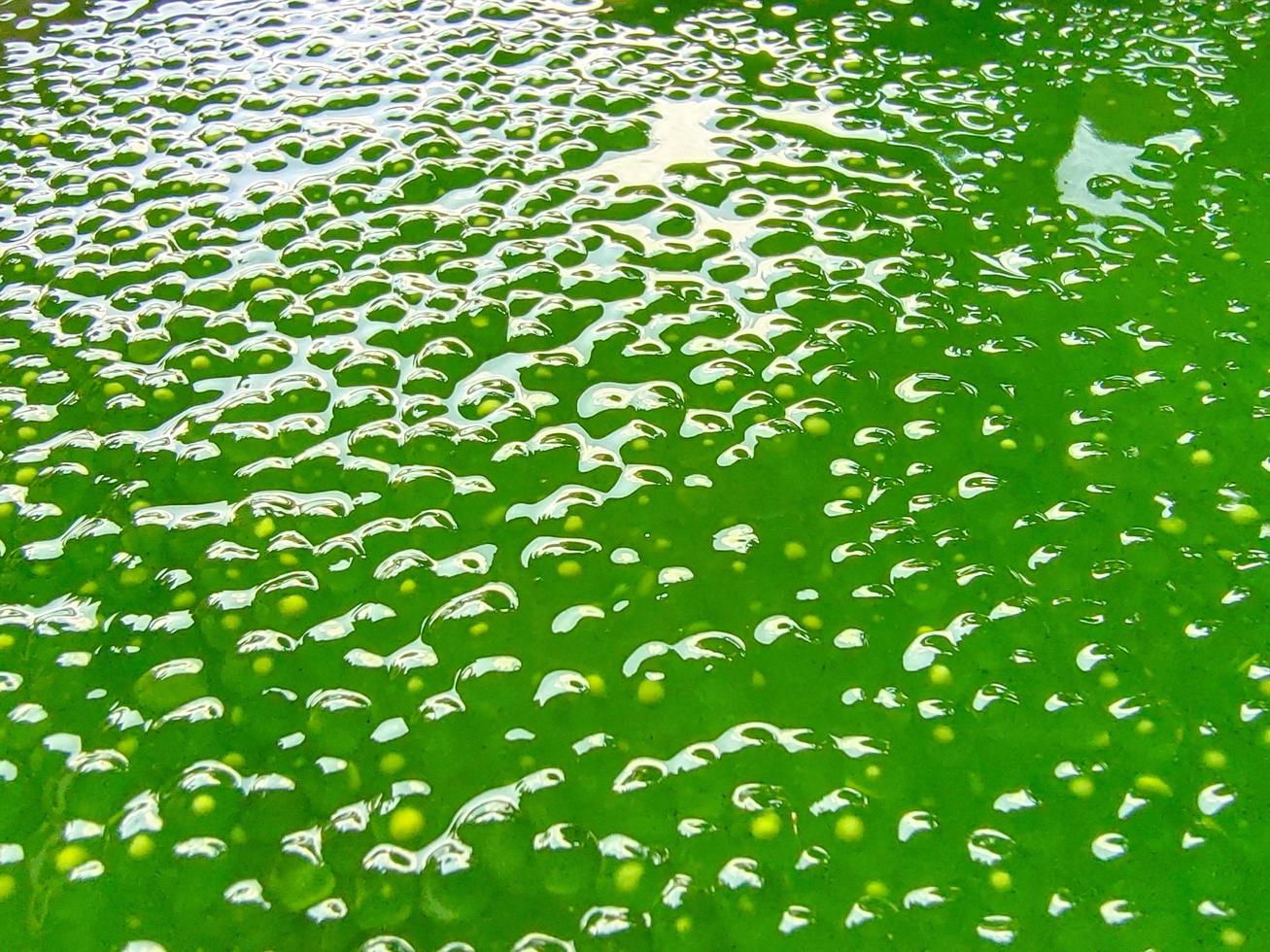 Sago boiled green, beautiful, fragrant, delicious. photo