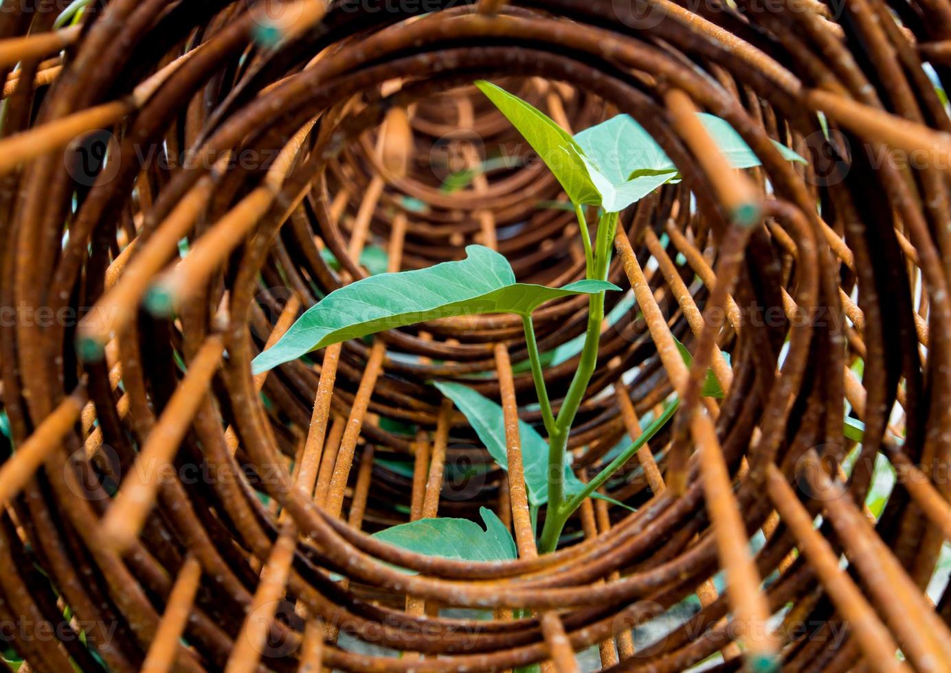 Leaf of morning glory insert in roll of rusty steel wire mesh photo