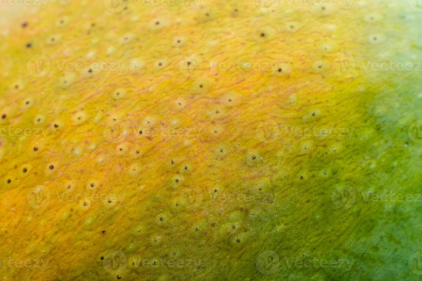 Detail on surface texture of mango skin photo