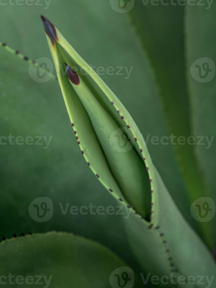 Succulent plant close-up, thorn and detail on leaves of Agave plant photo