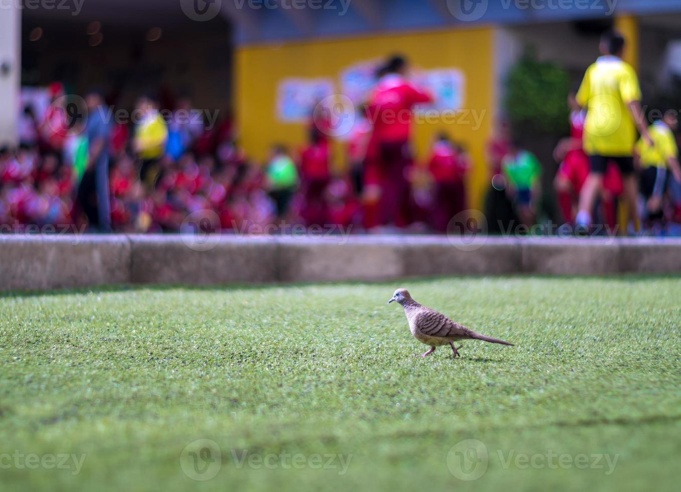 Dove walks on the lawn of artificial grass photo