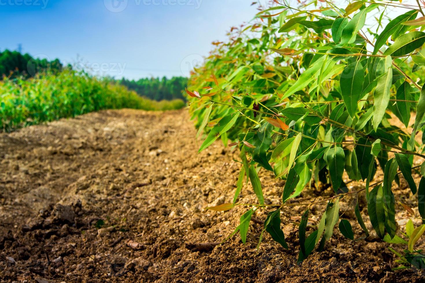 Row of Growth Eucalyptus tree in the plantation photo