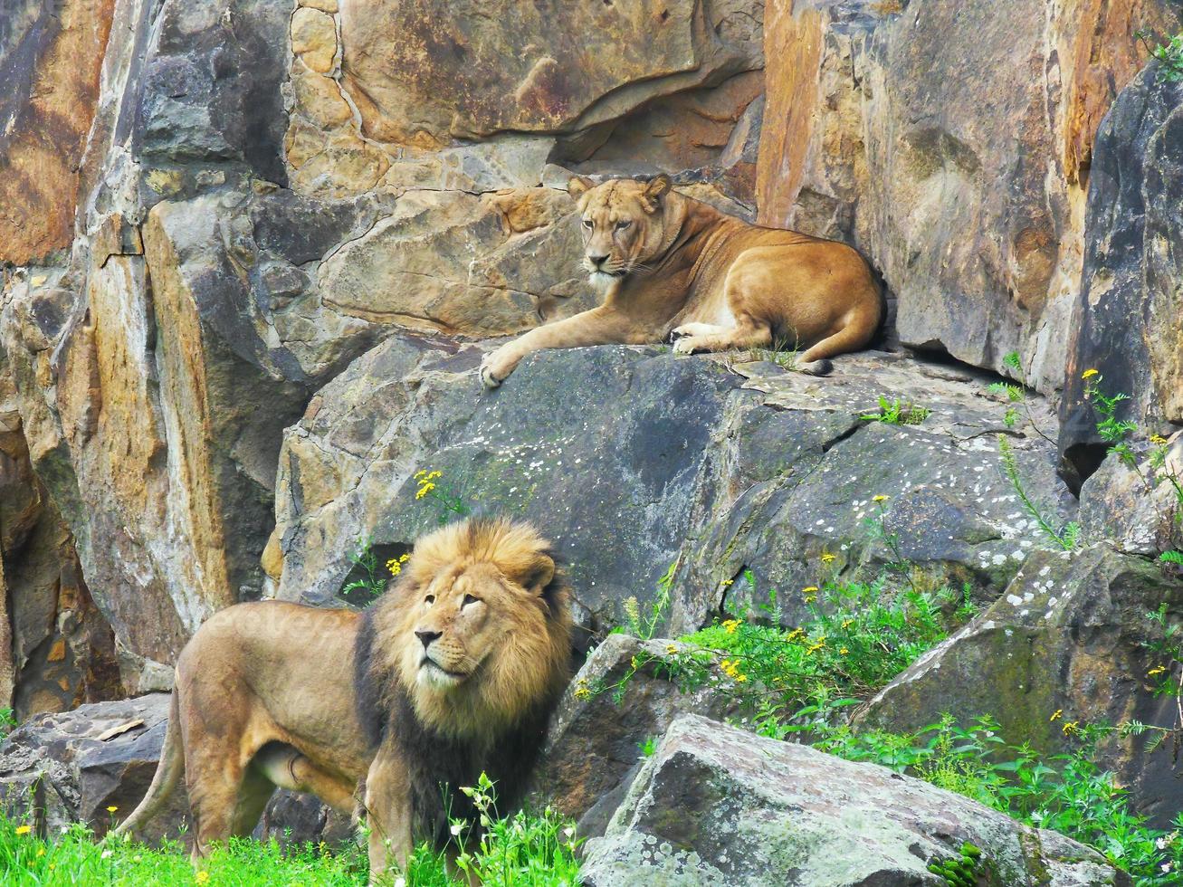 Couple of lions, male and female resting on a cliff rocks in a national park photo