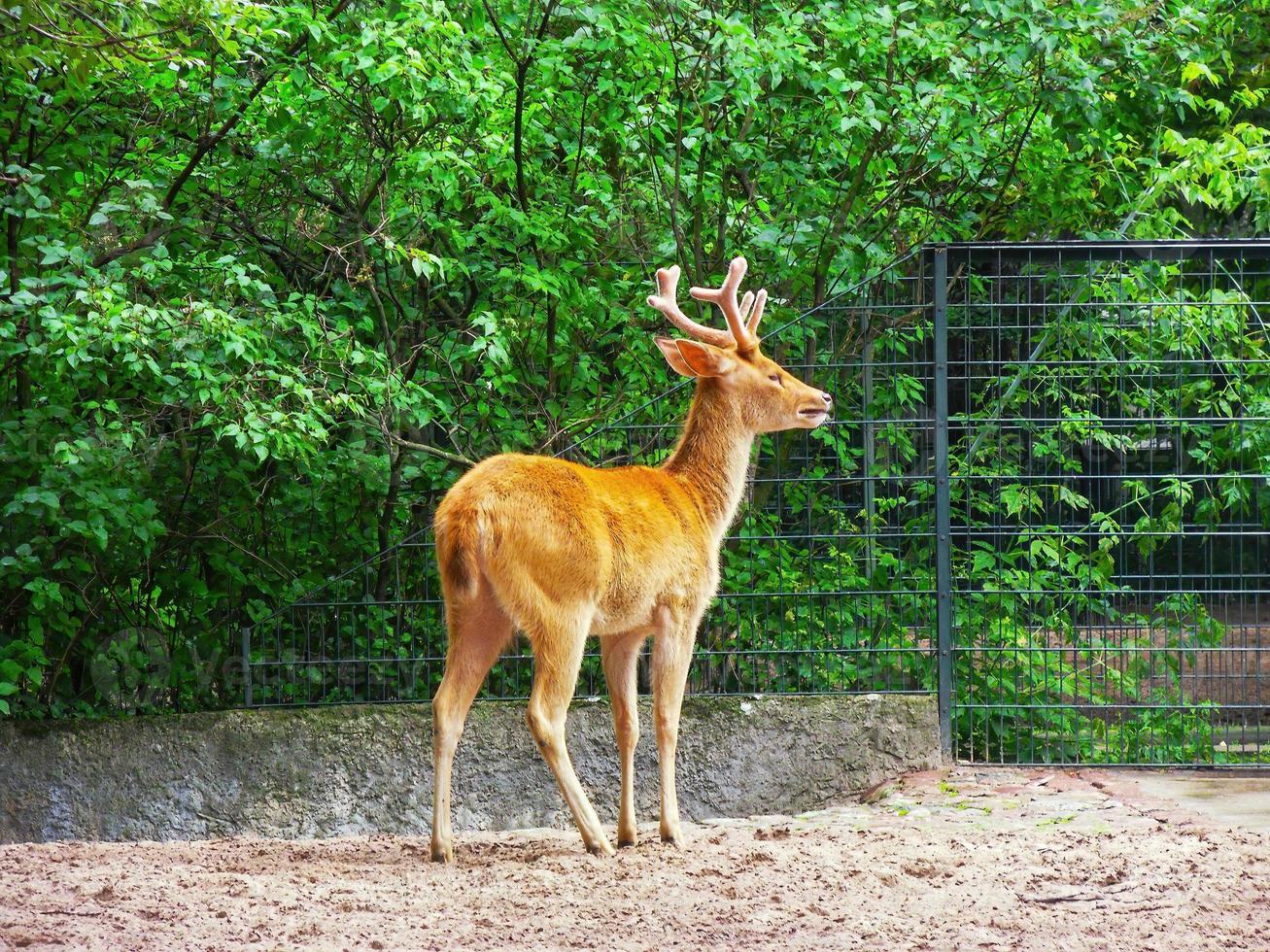 Beautiful red orange fur young deer with velvet antlers in a park 1 photo