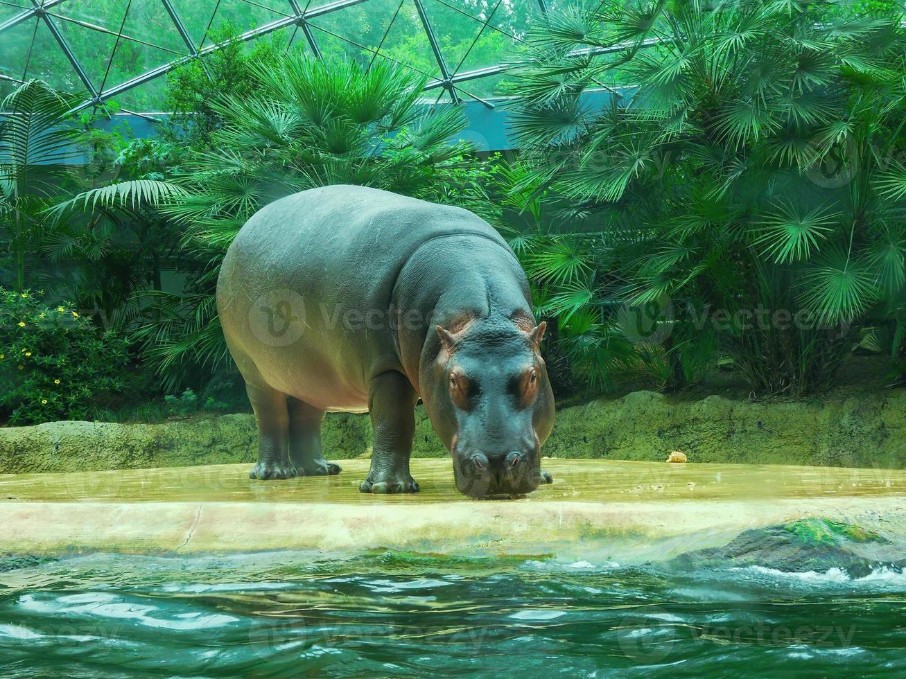un hipopótamo parado al borde de una piscina en un zoológico foto