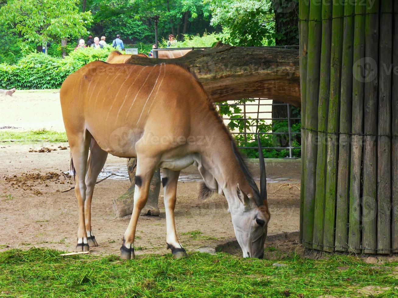 An antelope eating grass in a park zoo photo
