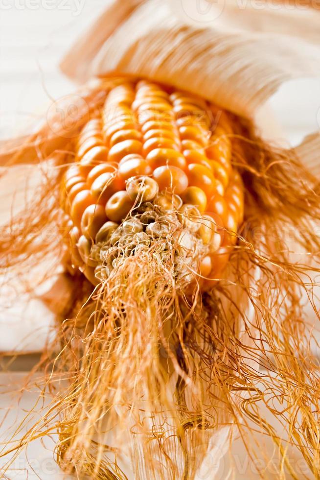 Cob close up on a white wooden table. Vertical image. photo