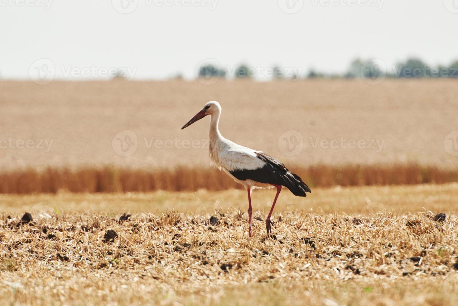 One stork is on agriculture field. Wildlife in a yellow environment photo