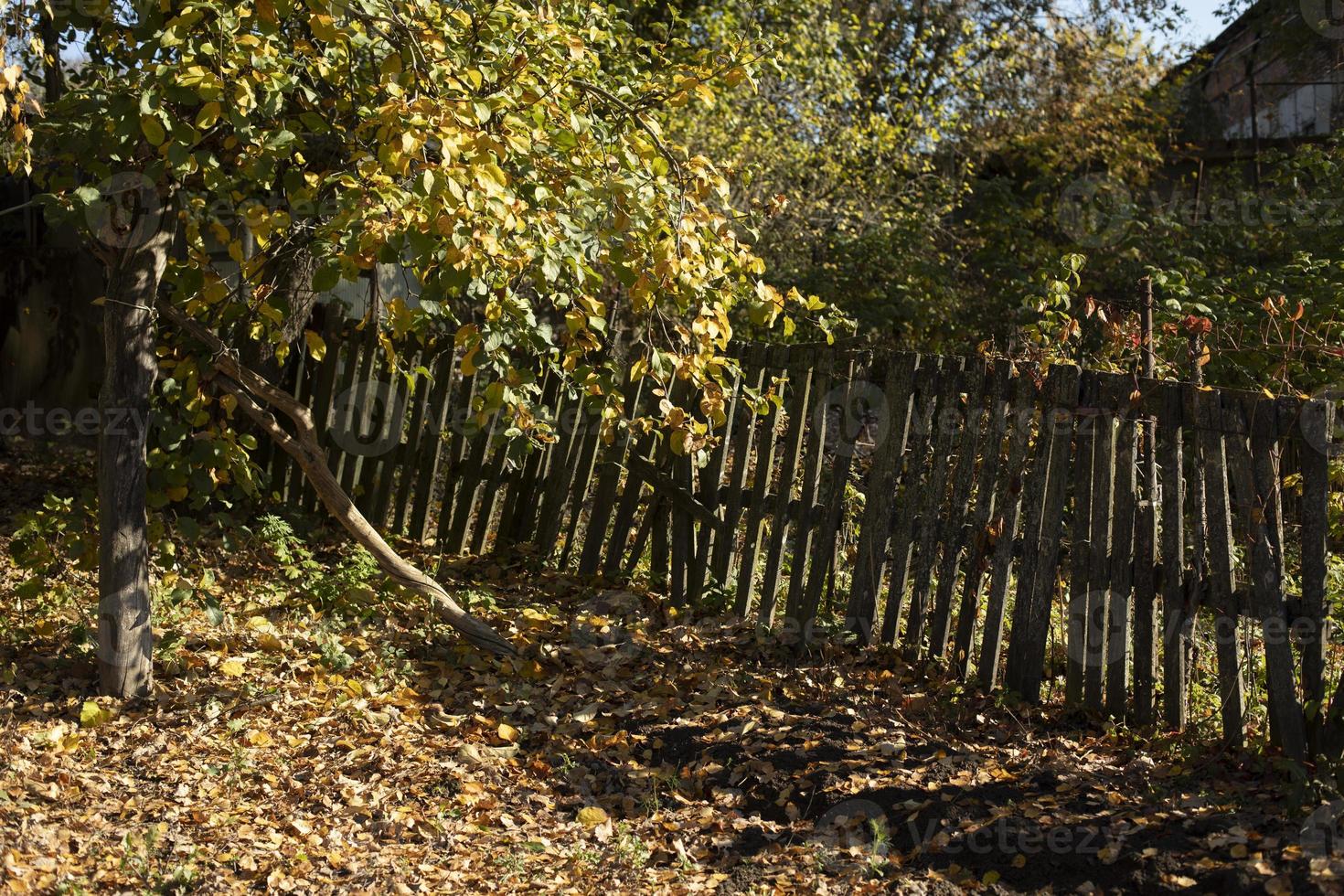 Fence in village in autumn. Old wooden fence in garden. Garden in village. photo