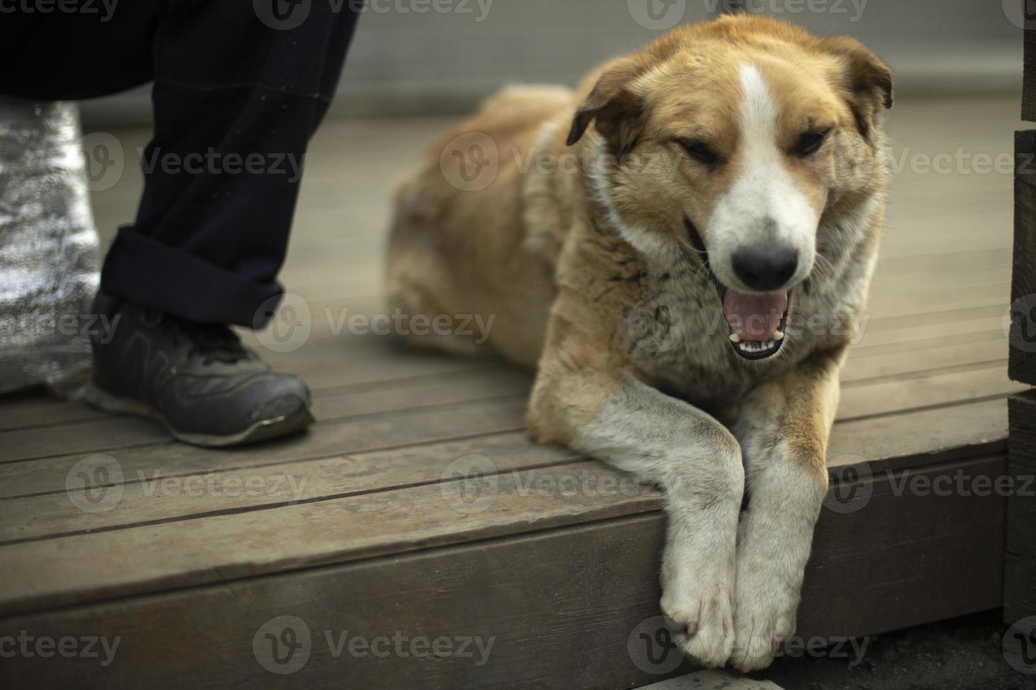 Dog lies at feet of owner. Animal rests on veranda. photo