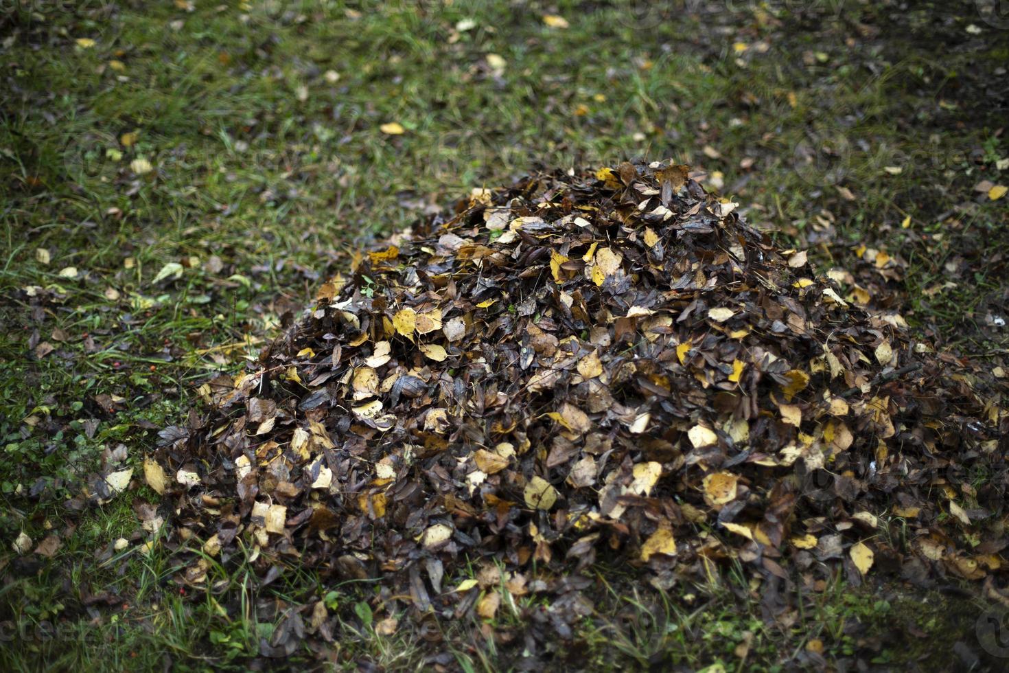 Leaves on grass. Cleaning leaves. Pile lies on lawn. photo