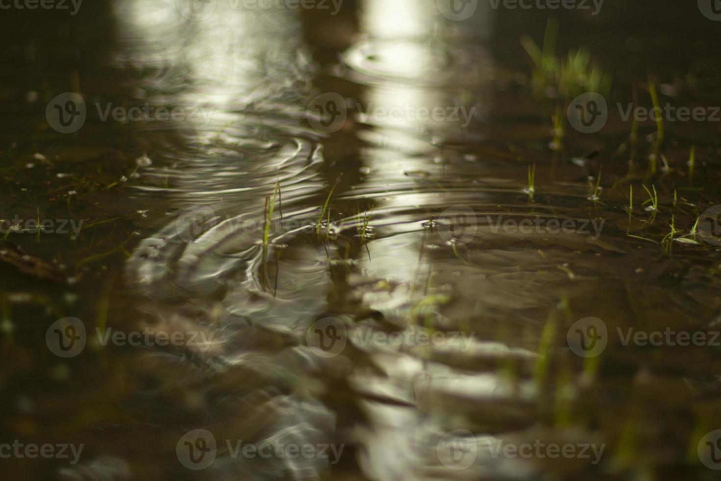 Puddle in spring. Circles on the water. The surface of the water after the rain. photo