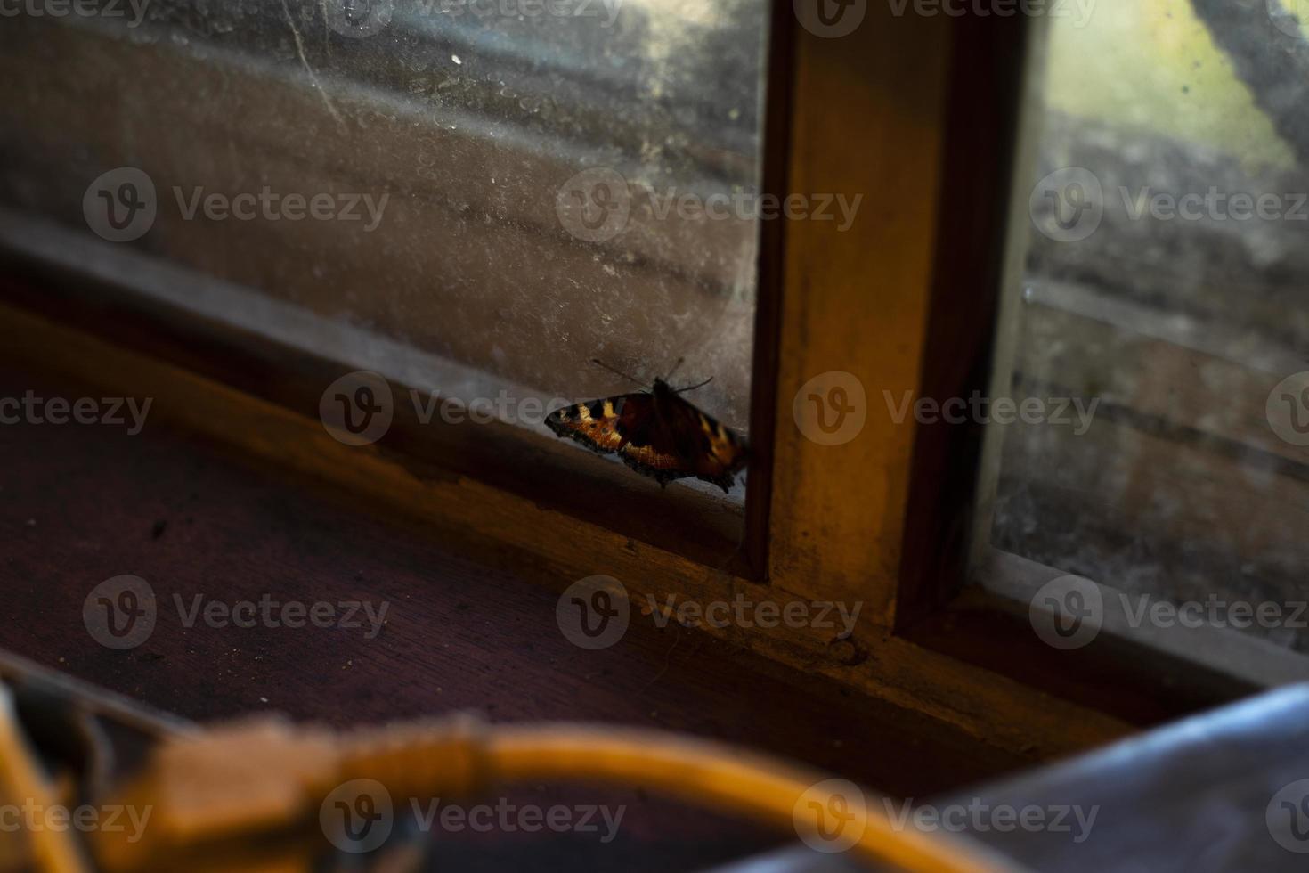 Butterfly on glass. Insect on window. Butterfly in apartment. photo