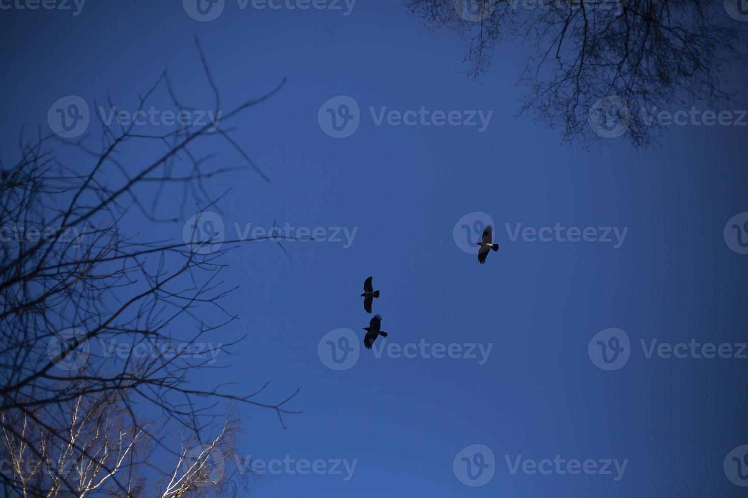Crows fly in flocks against a blue sky. Flight of birds. Mystical sensation from the sight of ravens. photo