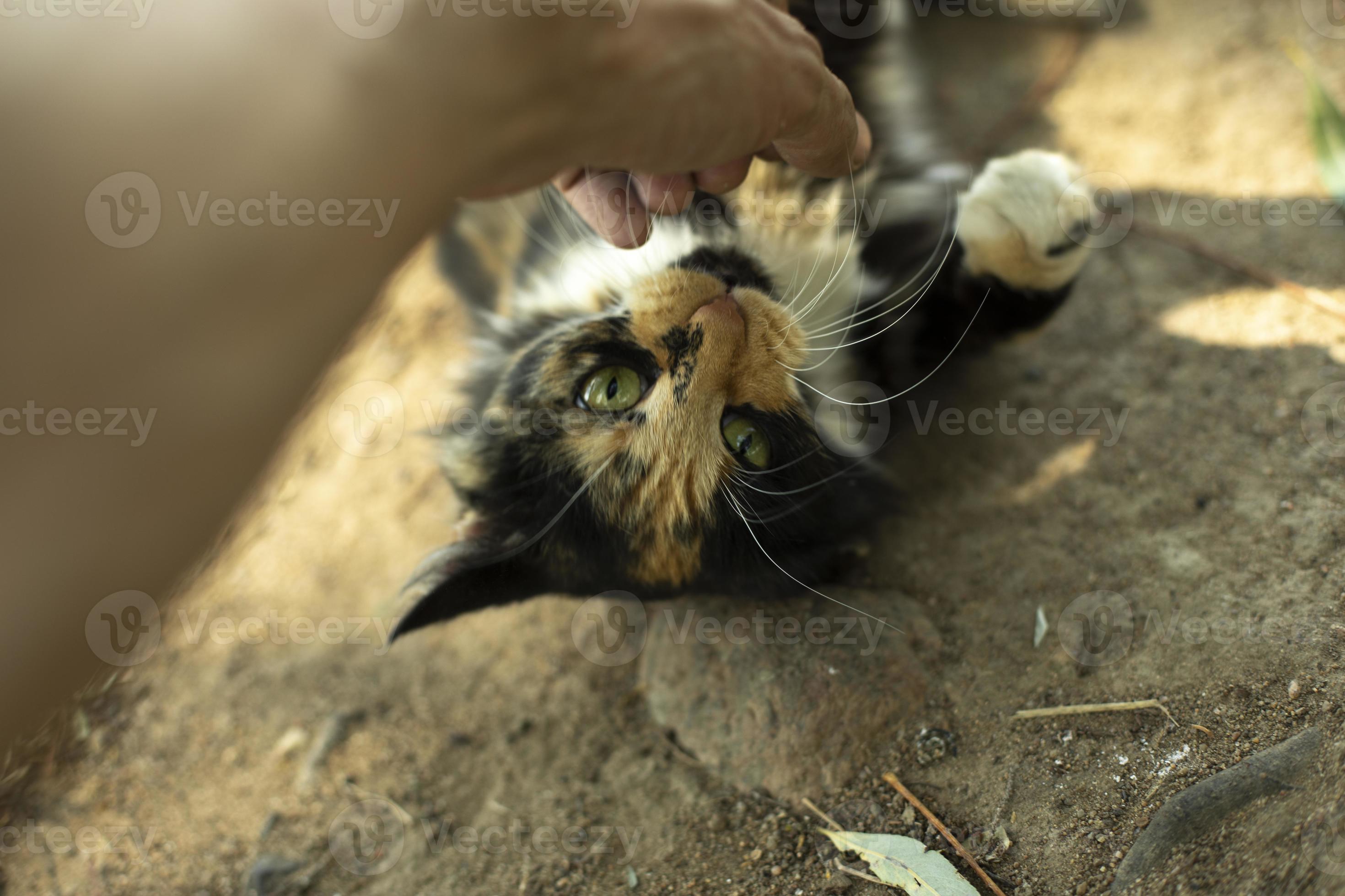 Cat bites hand. Playing with cat on street. Stray animal in summer