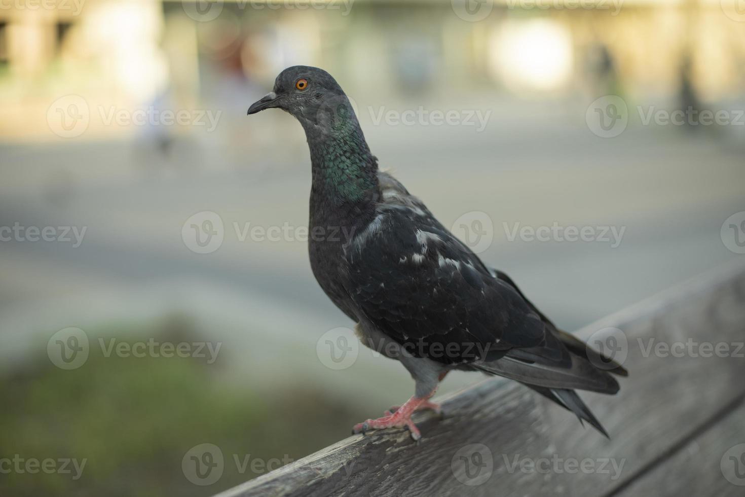 Dove in city. Bird on edge of bench. pigeon close-up. photo