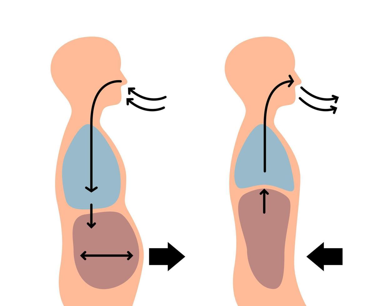 aislado del cuerpo humano al inhalar y exhalar en estilo vectorial plano. vector