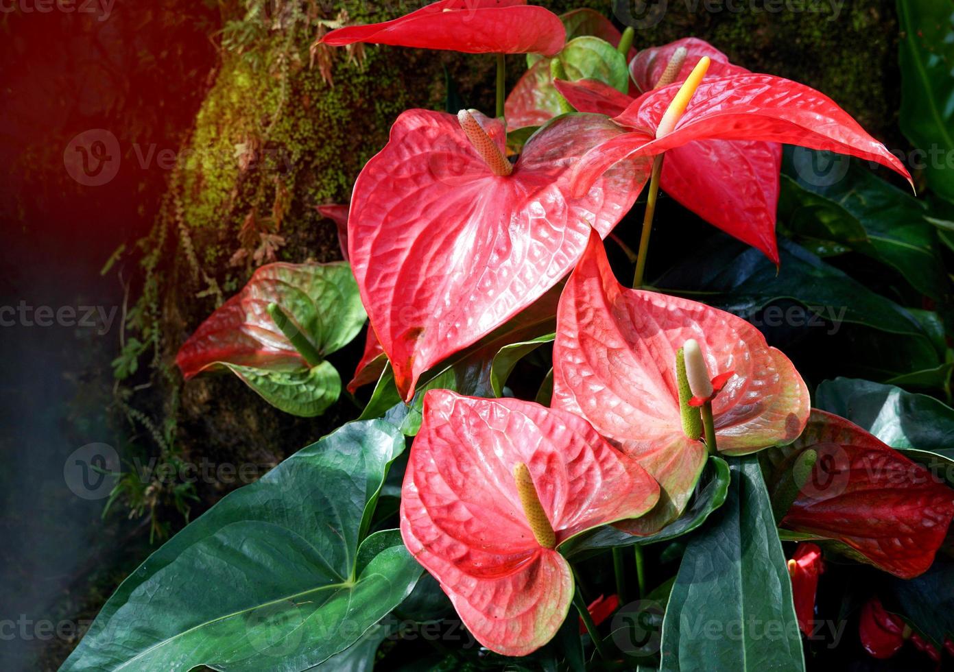 Red anthurium flowers in the garden are commonly grown as ornamental plants and cut flowers. Soft and selective focus. photo