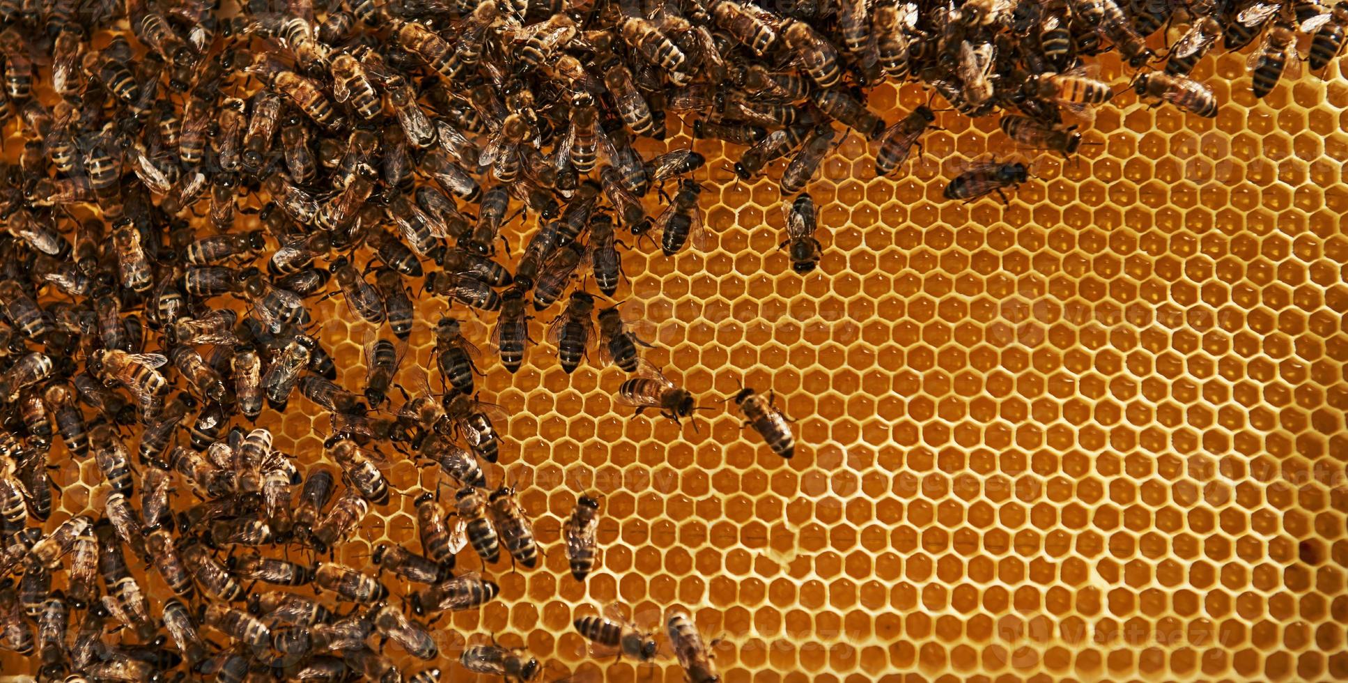 Natural lighting. Detailed view of honeycomb full of bees. Conception of apiculture photo