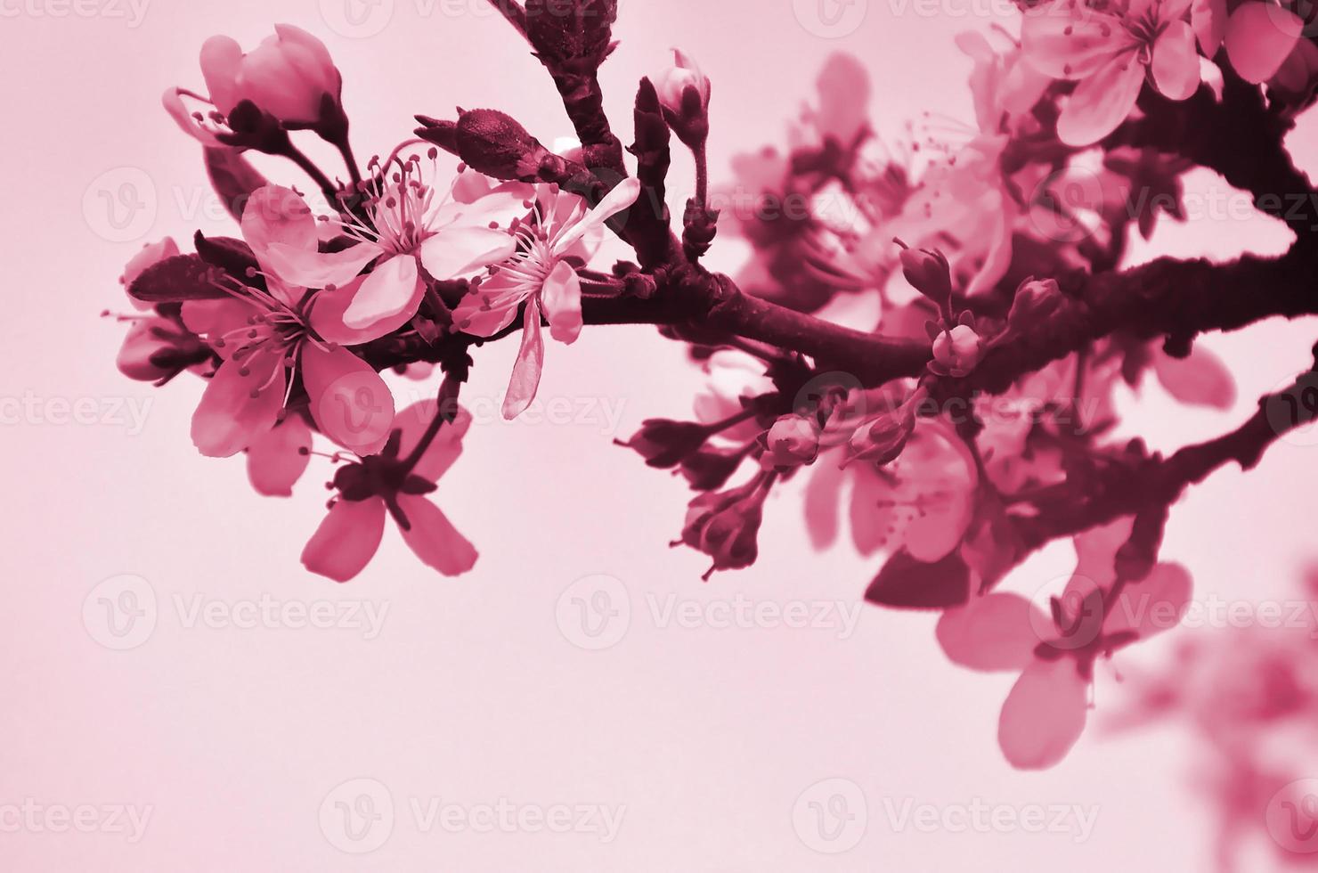 Flowering branch of apricot tree. Early flowering of trees in April Image toned in Viva Magenta, color of the 2023 year photo