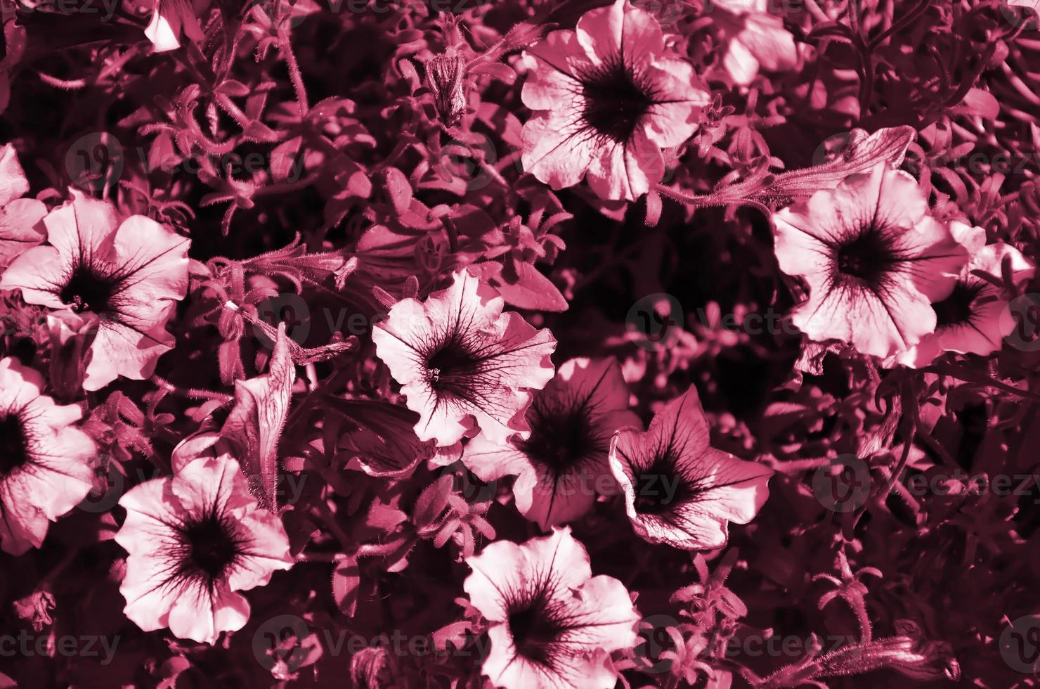 Flowerbed with multicoloured purple and violet petunias. Macro shot of beautiful colourful petunia Petunia hybrida flowers Image toned in Viva Magenta, color of the year photo