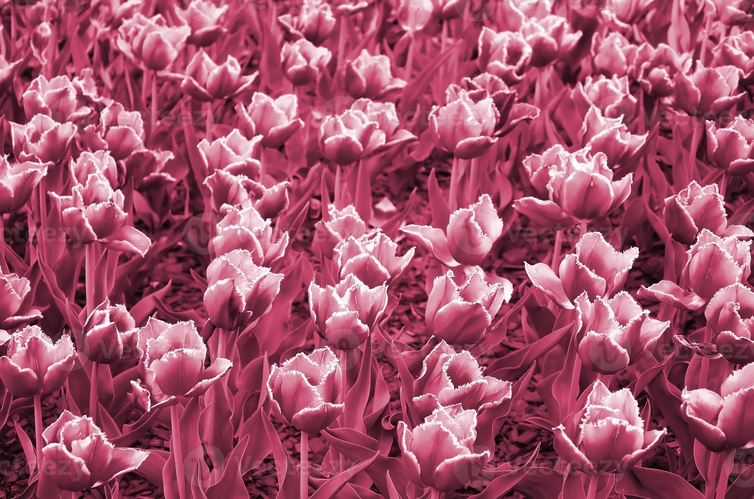 Picture of beautiful tulips on shallow deep of field close up.  Image toned in Viva Magenta, color of the 2023 year photo