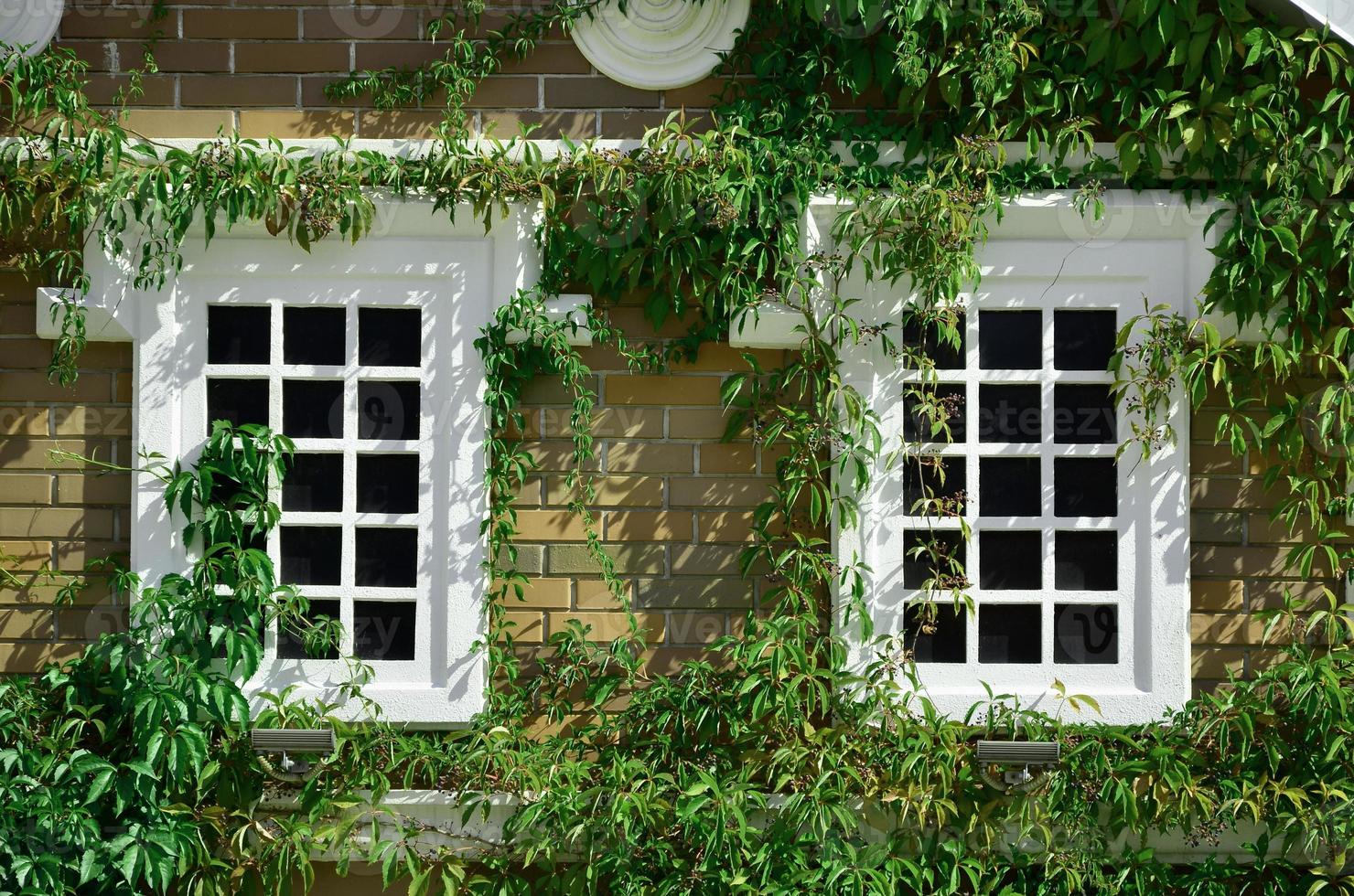 White window on green wall with climbing plant. Natural green leaf grass cover wall with white window background, Eco friendly backdrop photo