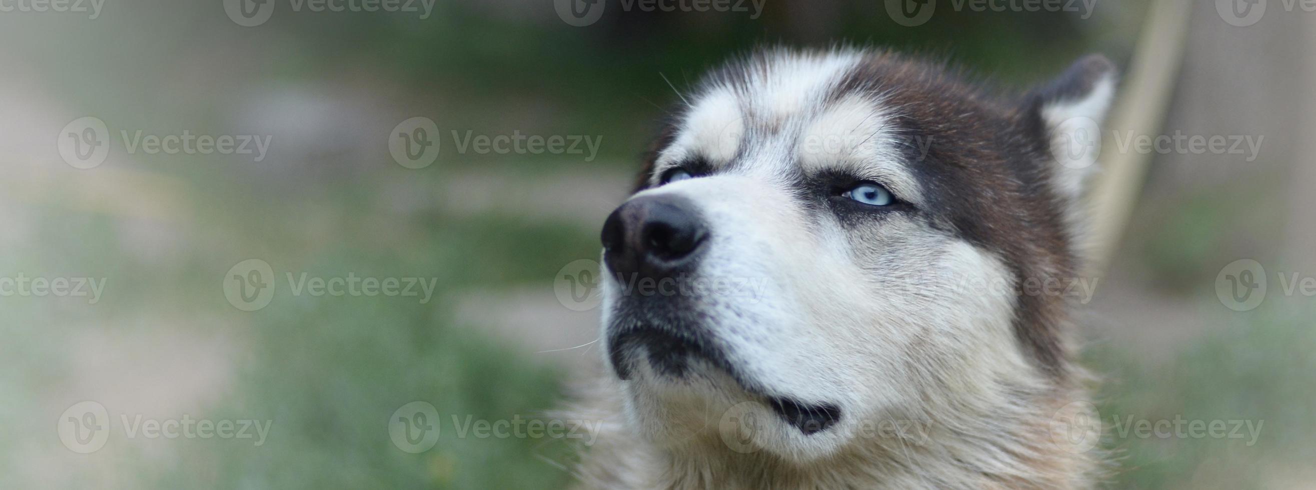 Proud handsome young husky dog with head in profile sitting in garden photo